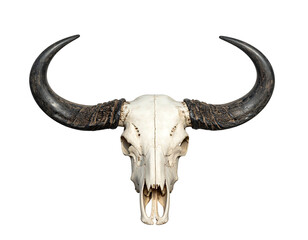 Skull of a water buffalo, horns curved