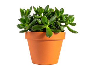 Obraz premium Succulent in terracotta pot (2)