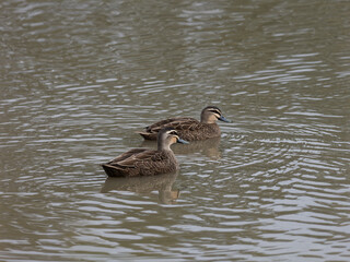 A pair of Pacific Black Ducks (Anas superciliosa) swimming in a Lagoon with brownish water.