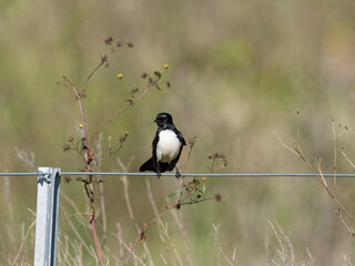 Willie Wagtail or Willy Wagtail (Rhipidura leucophrys) perched on a wire fence
