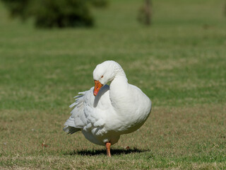 Domestic Greylag Goose (anser anser domesticus) walking on green grass at Telarah Lagoon NSW Australia