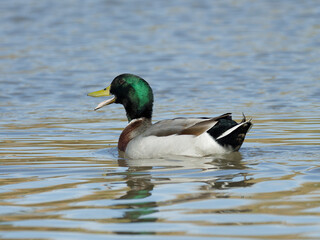 Northern  Mallard (Anas platyrhynchos) swimming in a lagoon with bill open quacking away.
