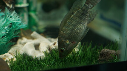 black tilapia consumption fish aged 3 months and 1 month