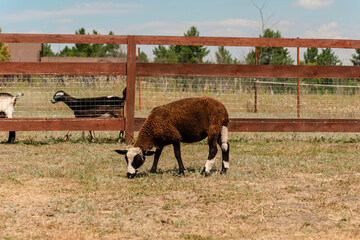 Obraz premium Brown sheep in a pen on a farm in summer