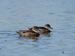 A pair of Grey Teal (Anas gracilis) swimming in a lagoon.