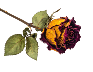 Withered rose, muted colors, on stem