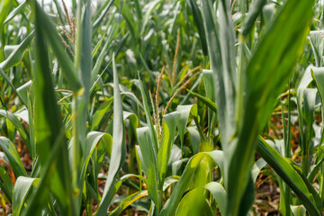 Green corn leaves, natural background