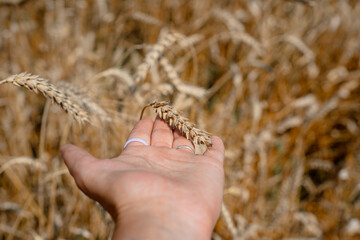 Wheat ears close-up, natural background