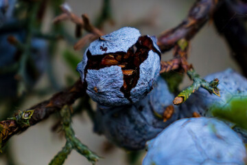 Close-up of a branch of juniper -Juniperus with rich blue cones covered with a light coating. The berries contrast with the green needles, creating a harmonious picture of wildlife. Macro photography