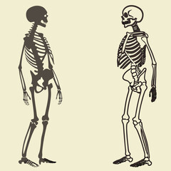 Skeleton. Human skeleton silhouette - bones, ribs, spine, skull, joints, arms, legs. Complete human structure, anatomically correct realistic vector illustration