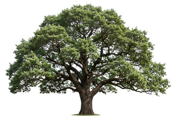 majestic large oak tree sprawling branches deep green leaves southern US iconic hardwood tree natural landscape isolated on transparent cutout background, cut out, png