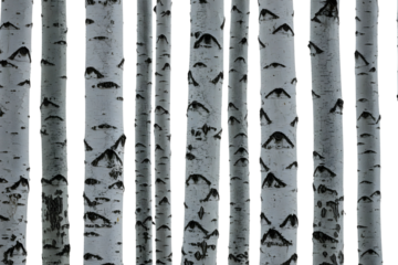 birch trees pattern isolated on transparent cutout background, cut out, png