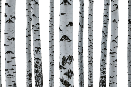 white birch tree trunks isolated on transparent cutout background, cut out, png