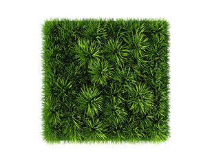 Square of vibrant green grass