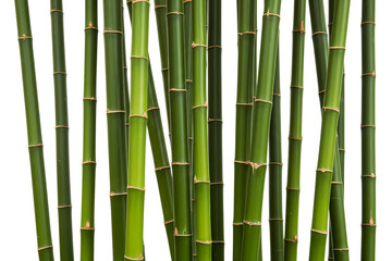 Fototapeta premium Tall Green Bamboo Stalks isolated on transparent cutout background, cut out, png