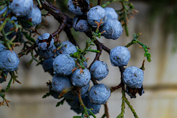 Close-up of a branch of juniper -Juniperus with rich blue cones covered with a light coating. The berries contrast with the green needles, creating a harmonious picture of wildlife. Macro photography