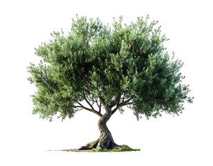 Lush olive tree, full, mature, against black