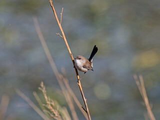 Young Male Superb Fairywren (Malurus cyaneus) perched on a thin branch with bokeh background at Maitland NSW Australia