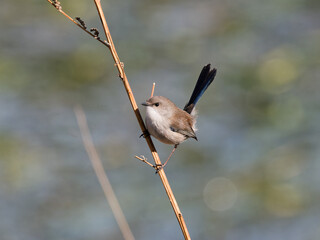 Young Male Superb Fairywren (Malurus cyaneus) perched on a thin branch with bokeh background at Maitland NSW Australia