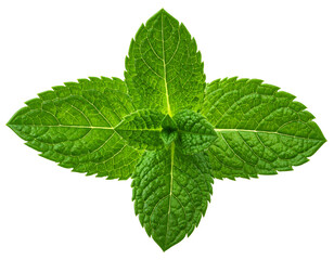 Close-up of vibrant green mint leaves