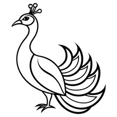 vector illustration of a peacock