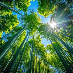 Lush green bamboo forest canopy viewed from below, against a clear blue sky with sunburst. Light filters through leaves