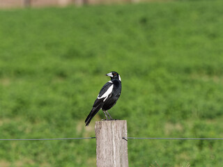 Australian Magpie (Gymnorhina tibicen) perched on a fence post at Maitland NSW Australia with green pasture background.