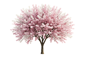 flowering cherry blossom tree in full bloom isolated on transparent cutout background, cut out, png