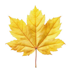 Fototapeta premium PNG Vibrant yellow maple leaf isolated.
