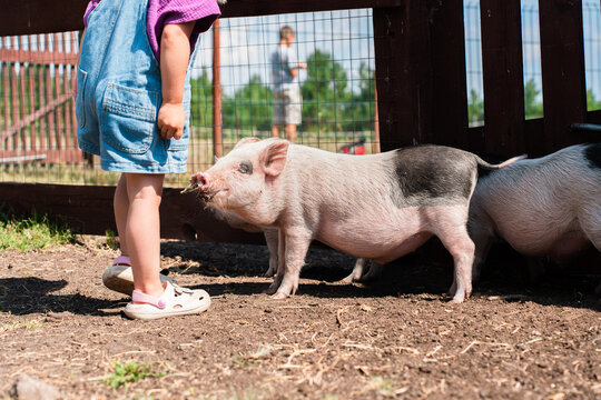 Little child girl on a farm stroking cute minipigs