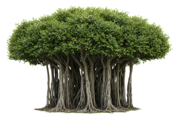 Banyan or bodhi tree, big ficus religiosa isolated on transparent cutout background, cut out, png