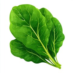 Fototapeta premium Fresh Green Spinach Leaves Close Up
