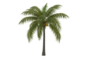 Obraz premium Coconut Palm Tree Tropical isolated on transparent cutout background, cut out, png