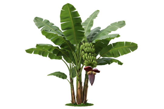 Banana Tree with Green Bananas isolated on transparent cutout background, cut out, png