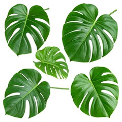 Tropical Monstera Leaves Isolated
