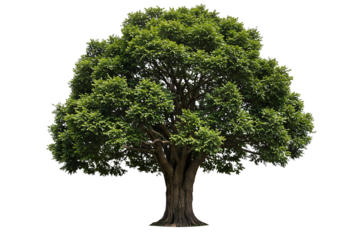 A large solitary deciduous tree with a lush green canopy isolated on transparent cutout background, cut out, png