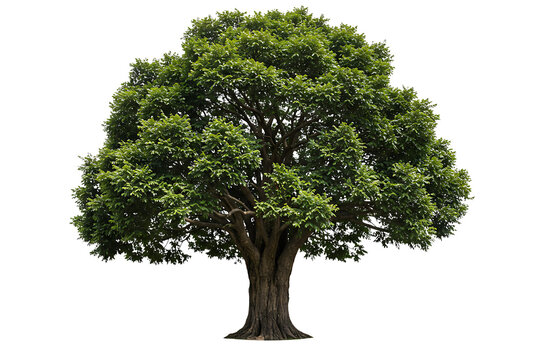 A large solitary deciduous tree with a lush green canopy isolated on transparent cutout background, cut out, png