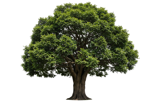 A large solitary deciduous tree with a lush green canopy isolated on transparent cutout background, cut out, png