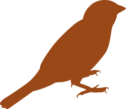 Silhouette of a Eurasian tree sparrow