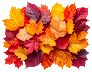 Pile of Autumn Leaves on Forest Floor, Top-Down View, Isolated on Transparent Background 