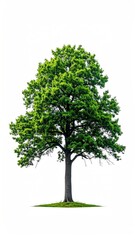 Fototapeta premium A full, isolated tree with vibrant green leaves and a sturdy trunk against a plain white background, symbolizing growth and nature