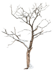 Obraz premium PNG Real dry tree background snow dark.
