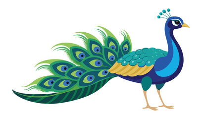 Fototapeta premium Beautiful blue and green peacock bird with a colorful tail and bright feathers on a white background