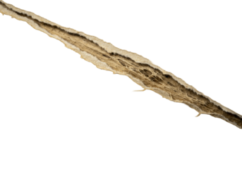 Extreme macro of brittle, warm beige aged vintage paper with rich patina, dramatically torn, sharp focus on raw jagged edge, fibrous interior with dust, isolated on transparent, fragility concept