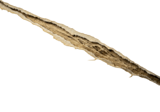 Extreme macro of brittle, warm beige aged vintage paper with rich patina, dramatically torn, sharp focus on raw jagged edge, fibrous interior with dust, isolated on transparent, fragility concept