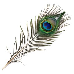 Obraz premium A vibrant peacock feather displays its iridescent hues against a stark white background.