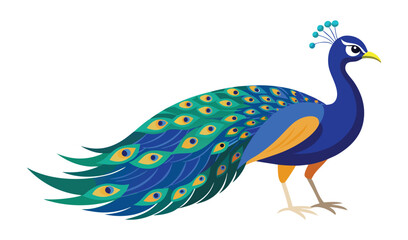 Obraz premium A vector illustration captures the beautiful blue and green plumage of a majestic peacock's head and tail feathers