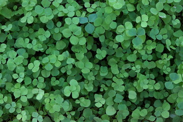 white testicle seedlings, top view, fresh green,