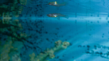 small guppy fish and water bubble background in aquarium