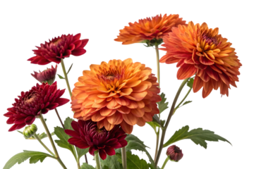Beautiful bouquet of red and orange chrysanthemums isolated on transparent background.